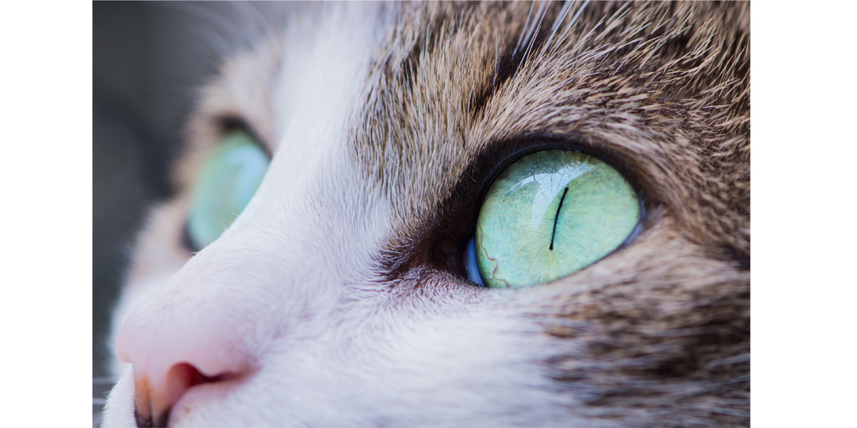 Eye problems in cats