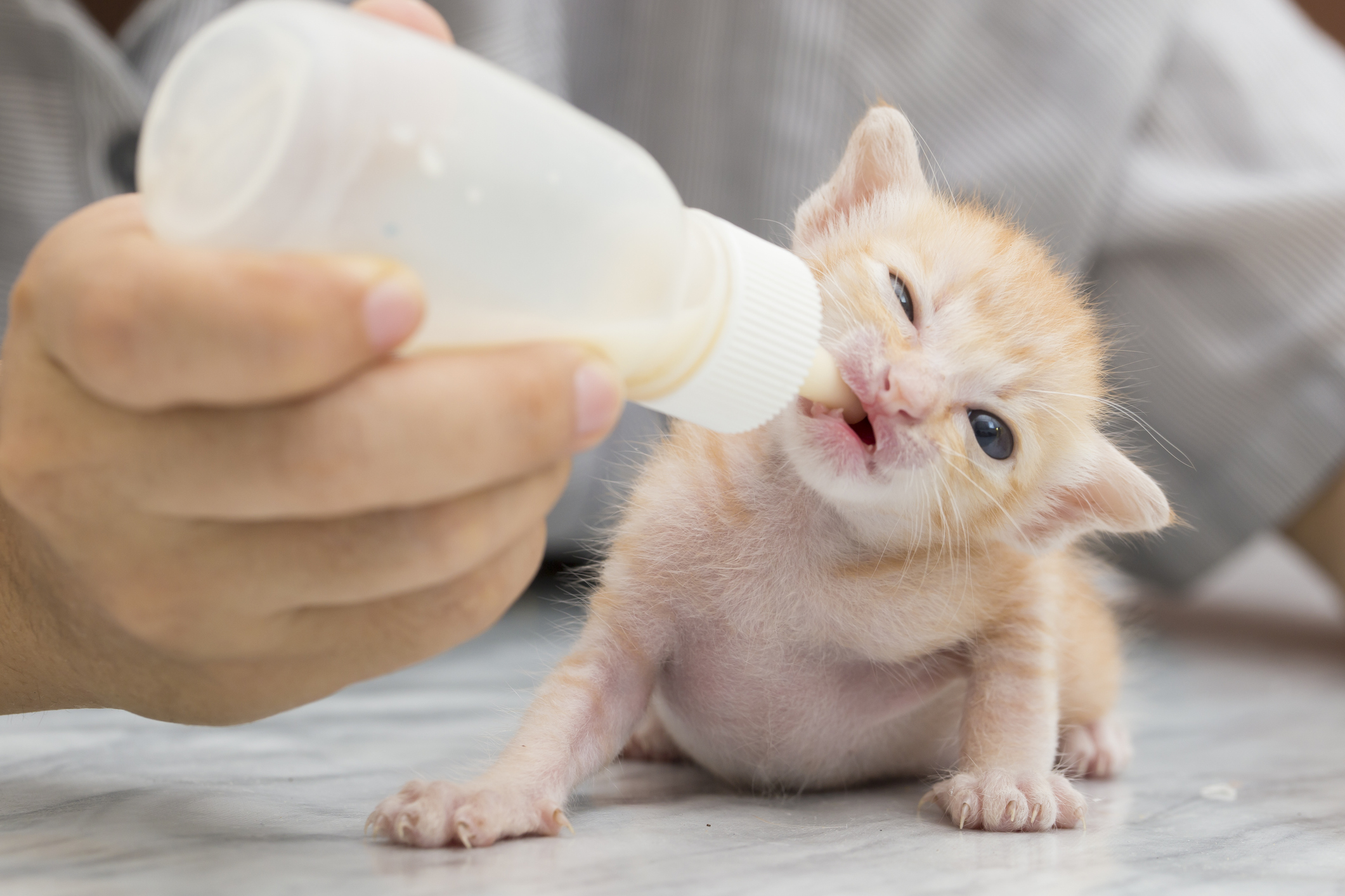 Closeup of orange tabby neonatal kitten foster drinking from a bottle