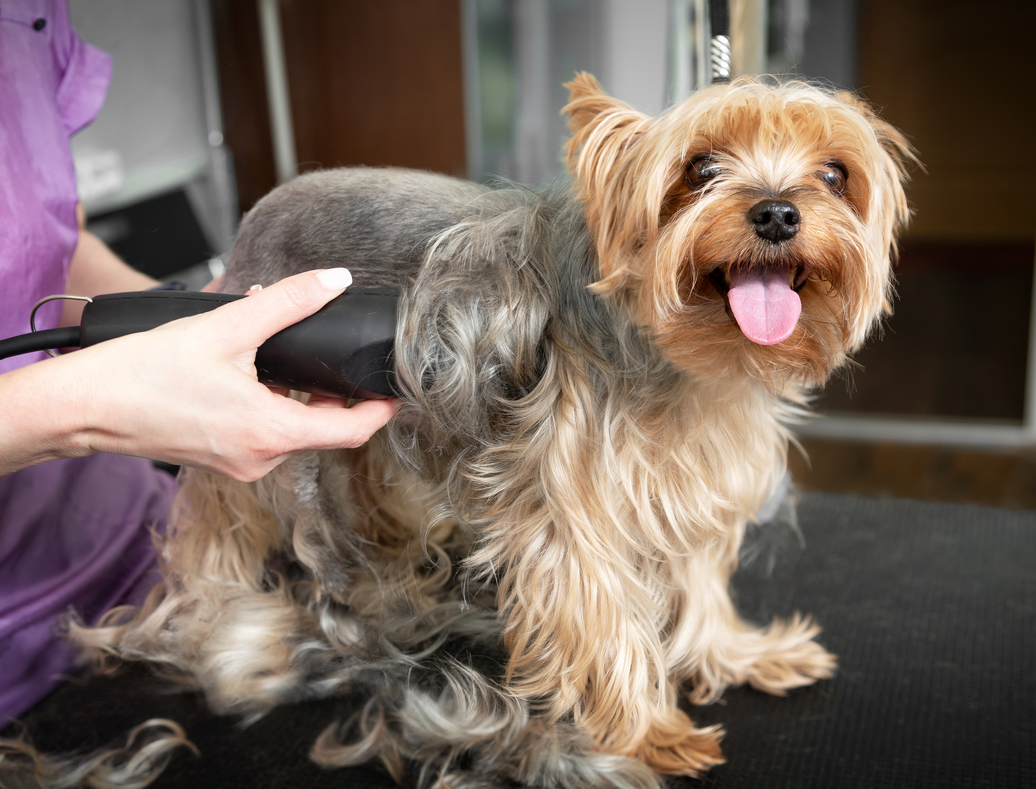 A happy Yorkie on a grooming table while the groomer trims their single coat with clippers