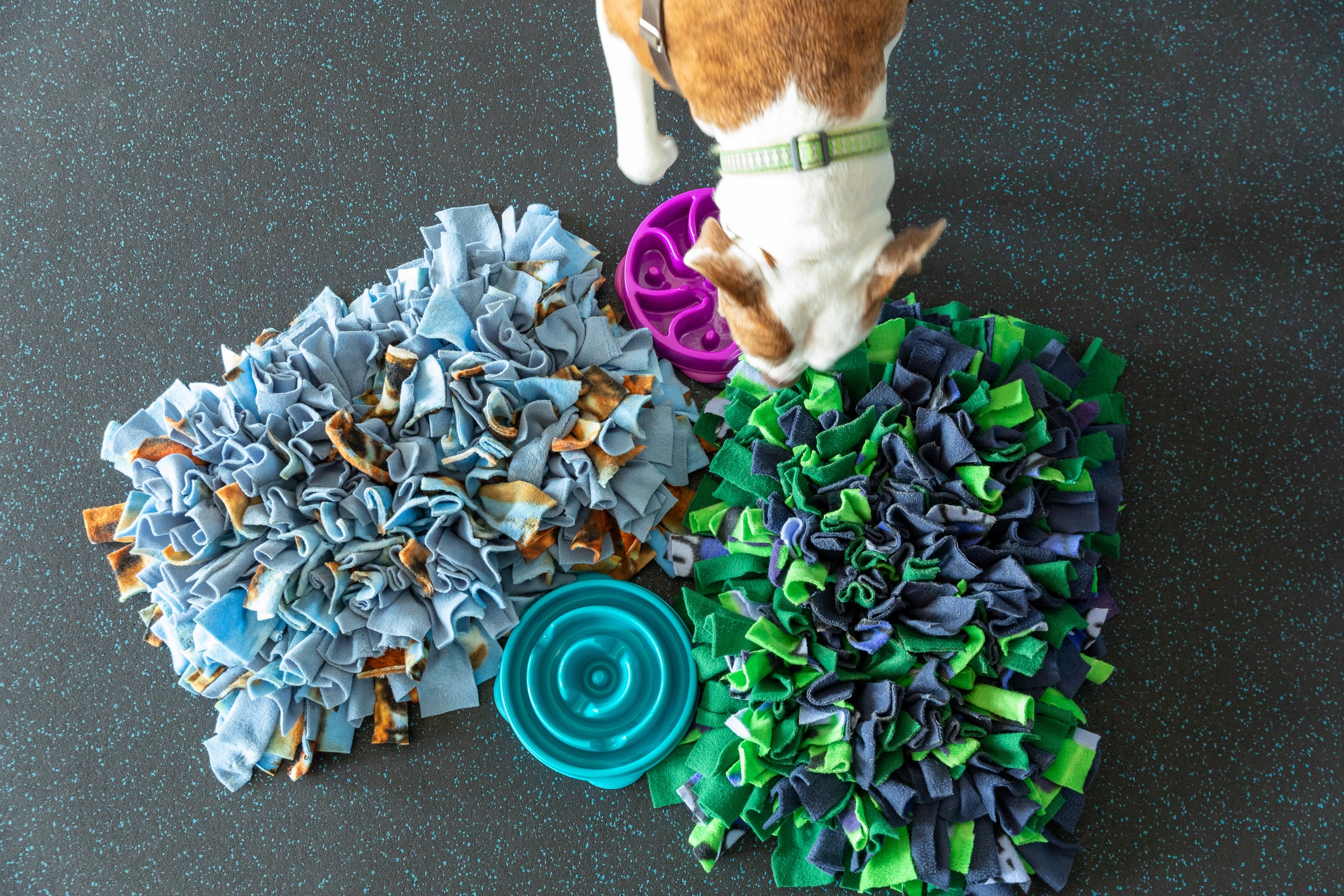 Dog looking for treats in a snuffle mat