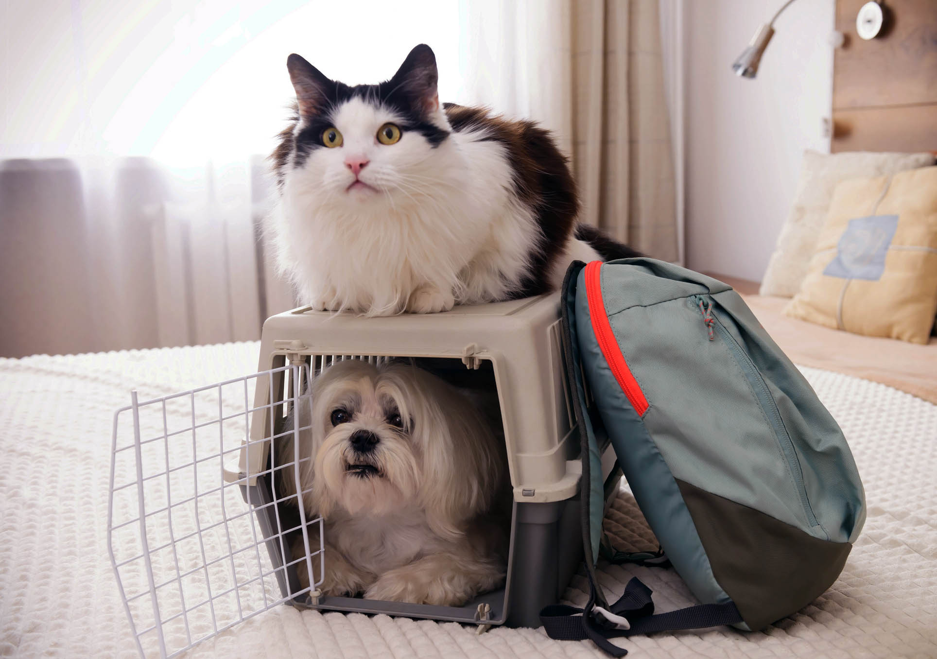 White dog and tuxedo cat prep for National Pet Preparedness Month with carrier and backpack