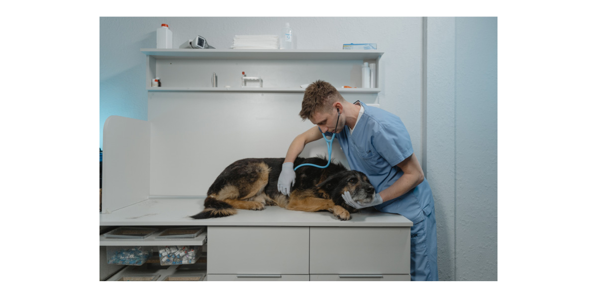 Every Pet Owner Should Know About Heartworm Disease