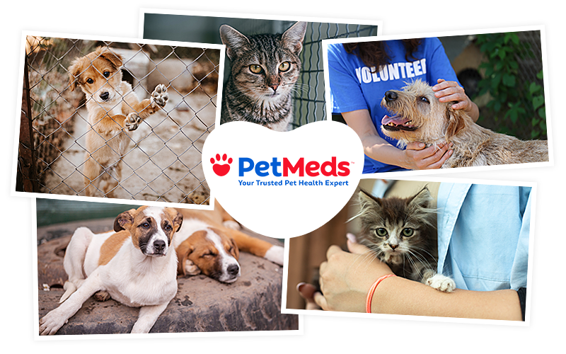 Join PetMeds® To Support Florida Pets Displaced by Hurricane Ian