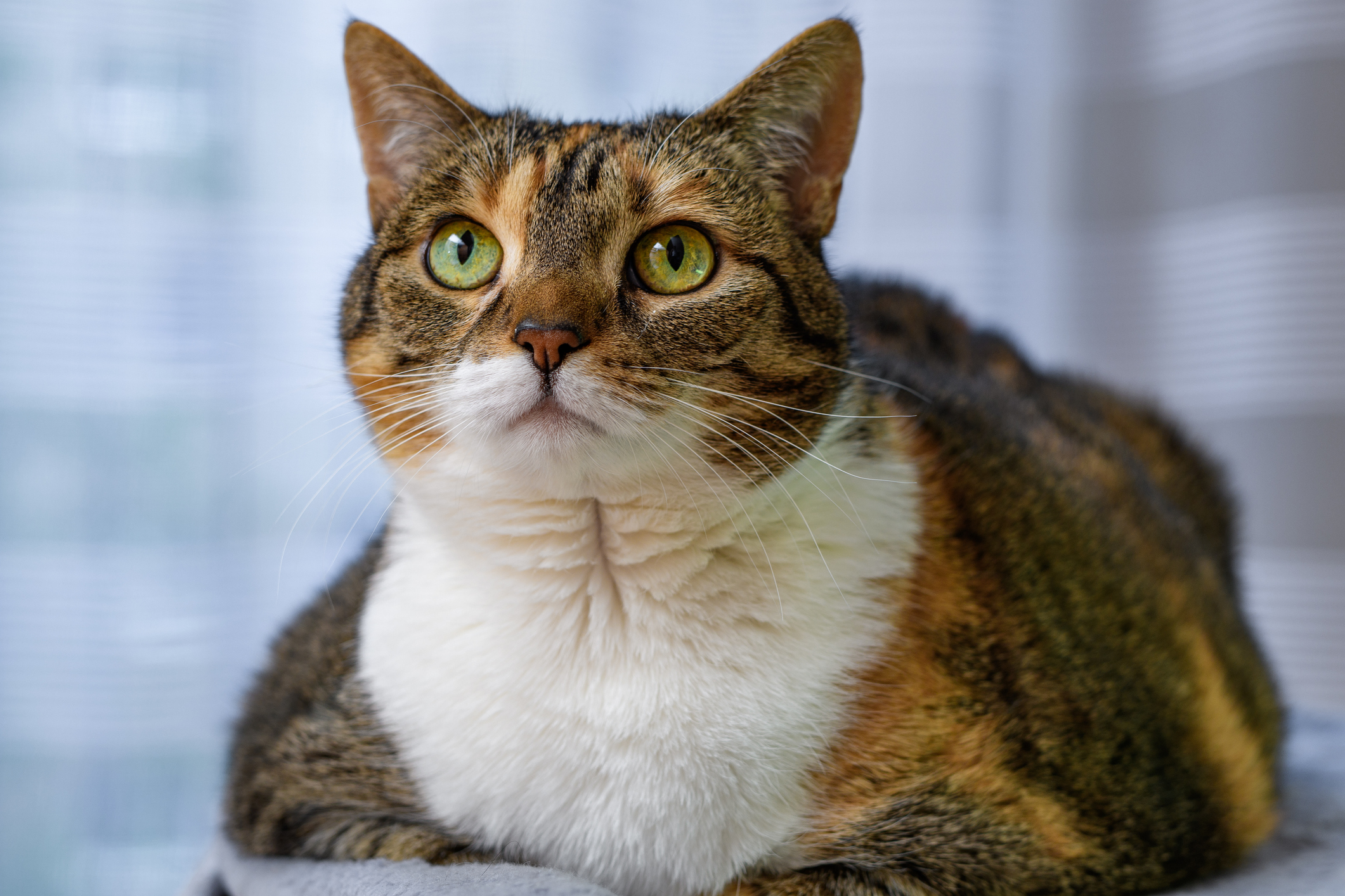 Overweight calico tabby cat looks up with green and gold eyes. 