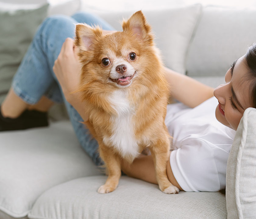 Ditch the itch and restore your pet's healthy luster.