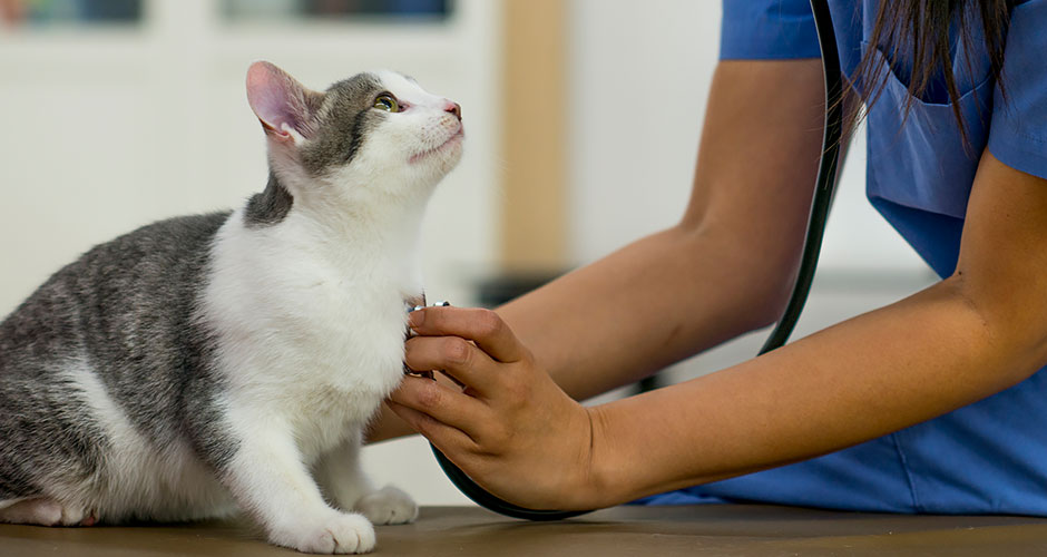 Basic Health And Care For Your New Cat or Kitten