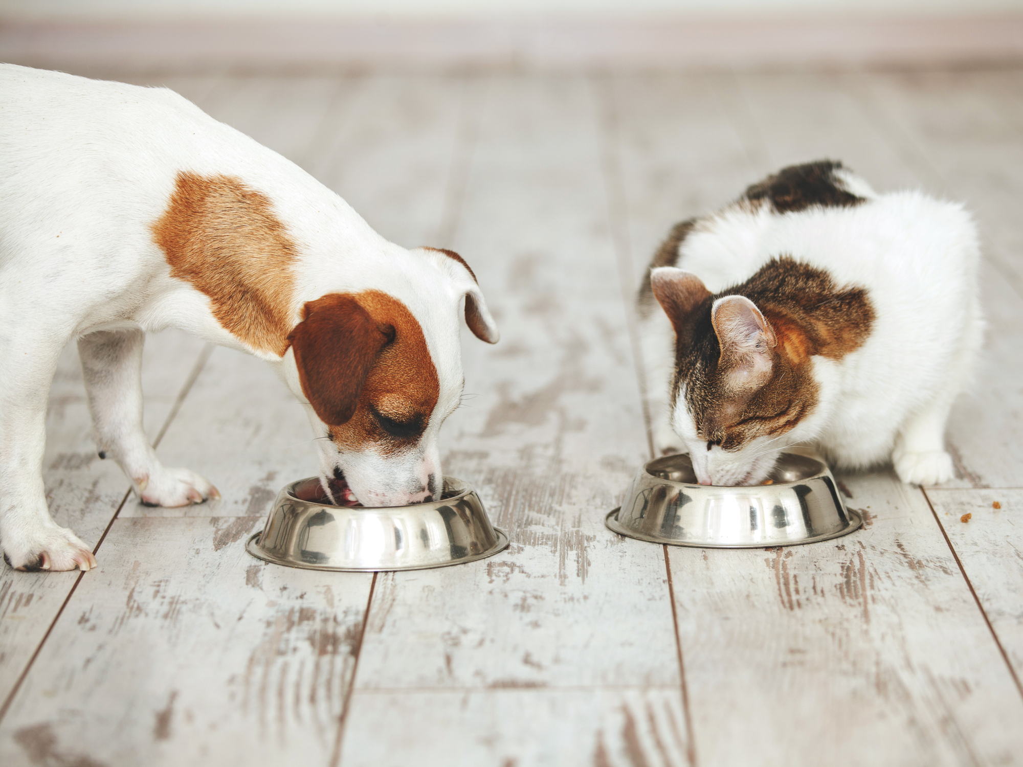 Terrier mix dog and calico tabby cat eating vegan pet food from stainless steel bowls.