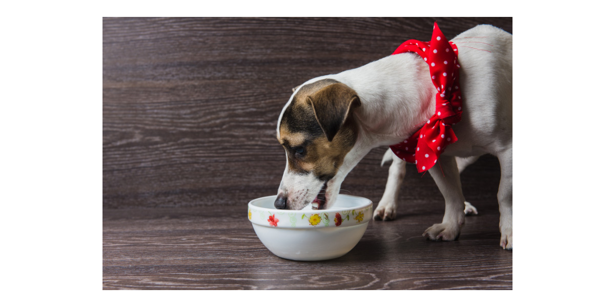 How To Choose The Best Puppy Food