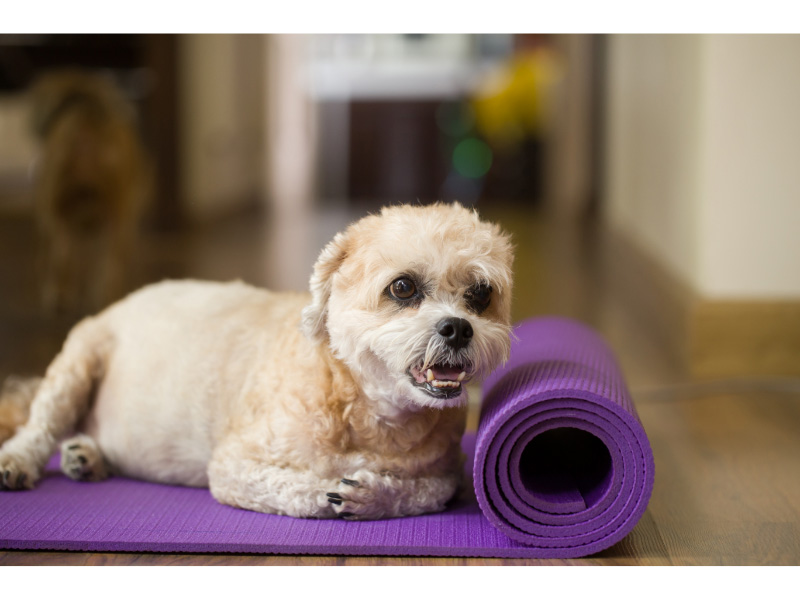 Exercises for dogs with arthritis