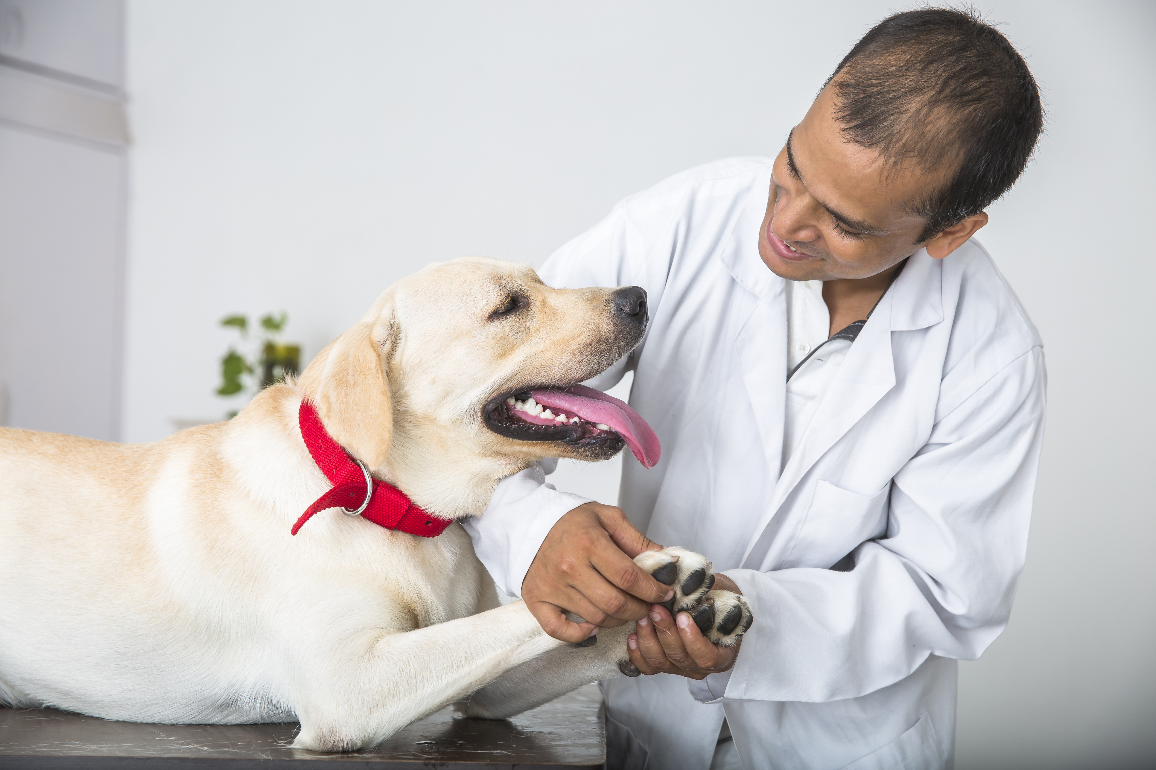 Friendly Labrador Retriever pants and smiles while vet examines his paws.