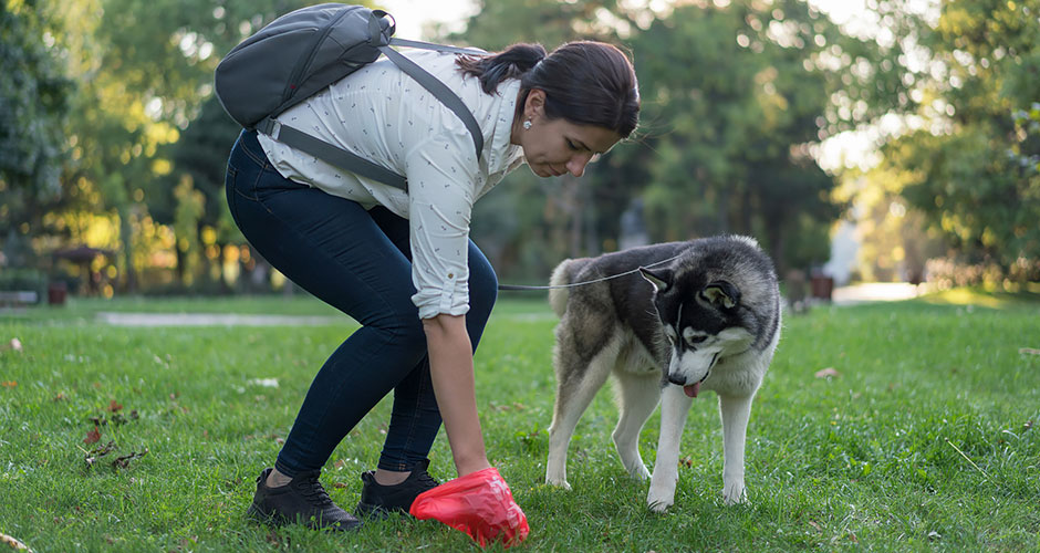 How To Tell If Your Dog's Poop Is Healthy