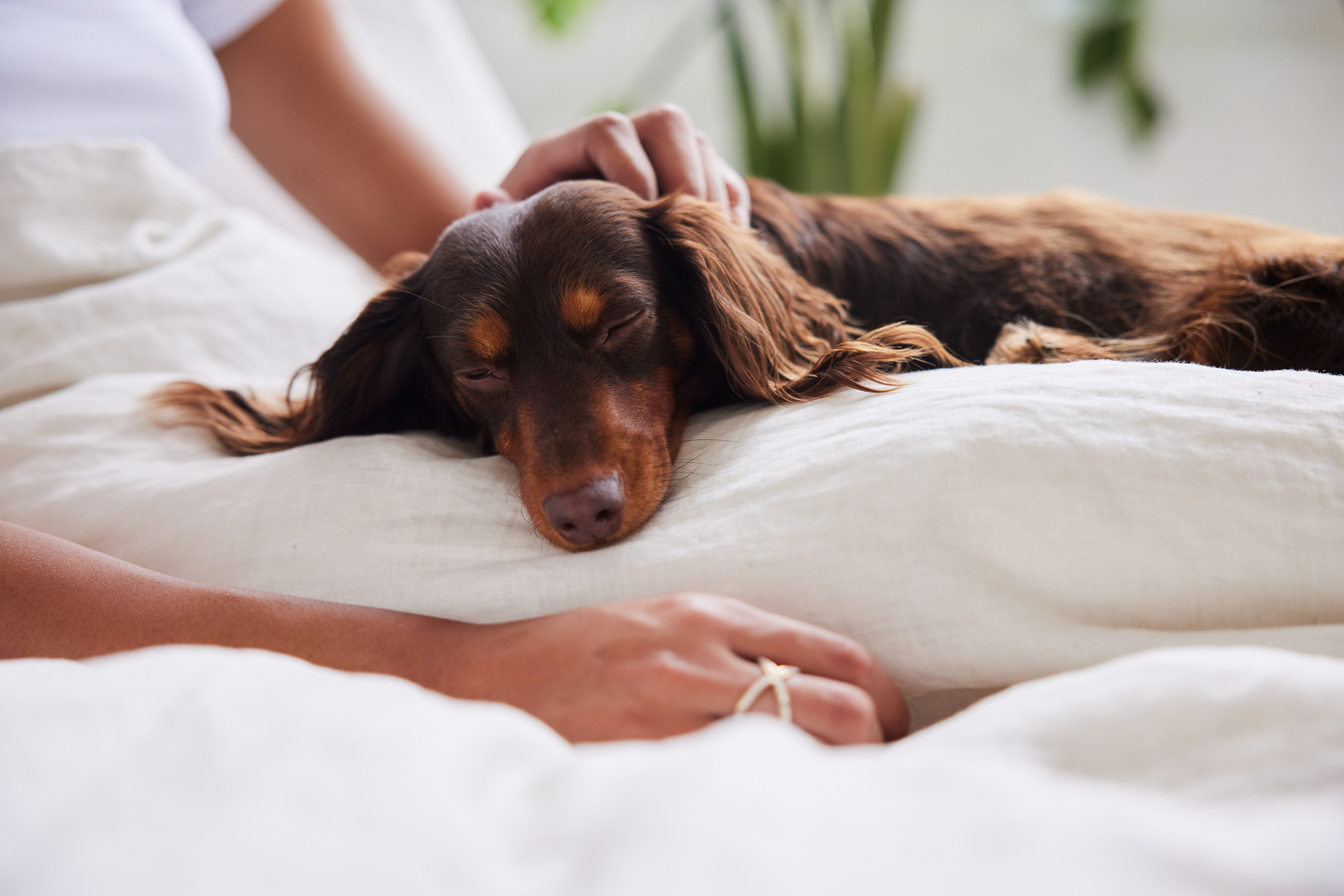 Long haired Dachshund closing eyes as pet parent massages myofascial trigger point on back