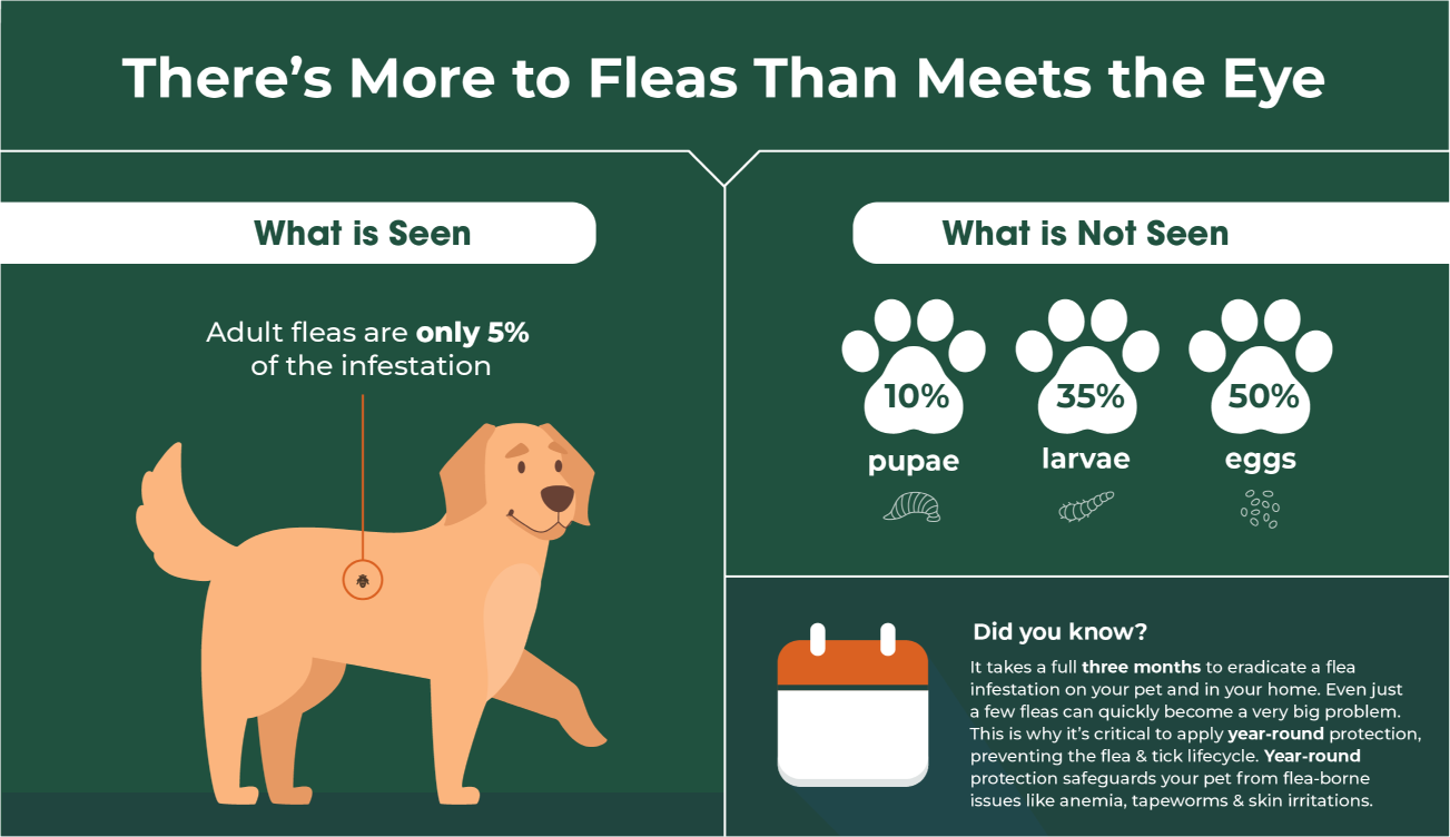 Theres more to fleas than meets the eye