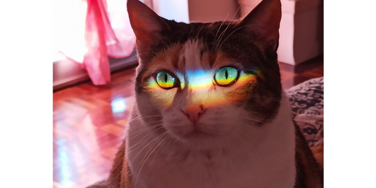 What colors can cats see