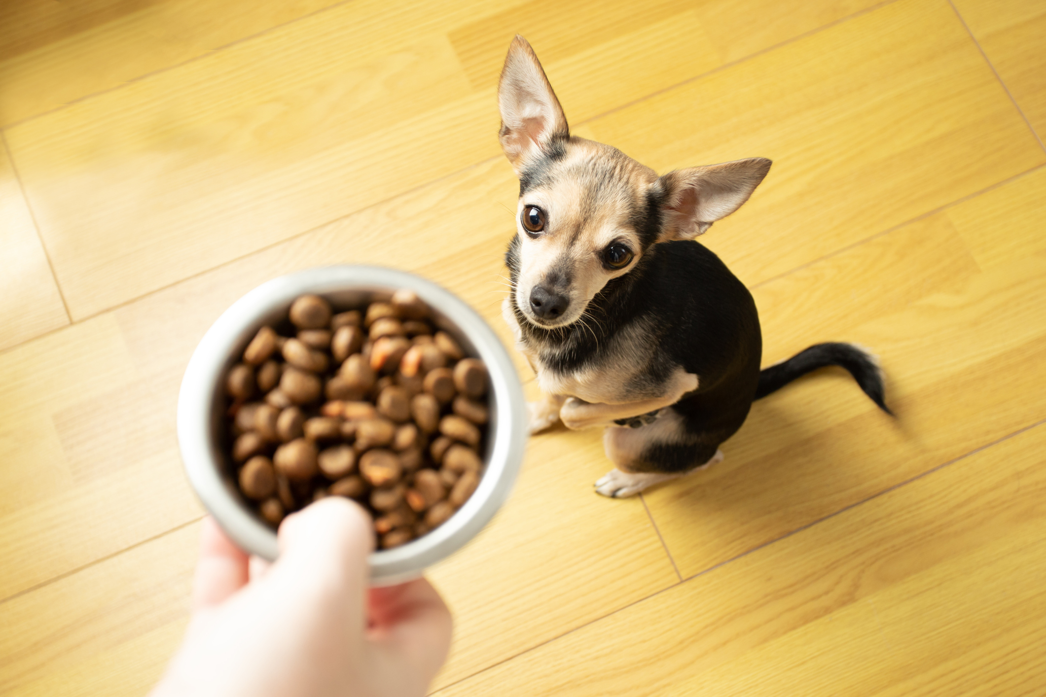  Chihuahua mix patiently waits for a bowl of small breed kibble.