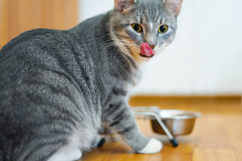 Cat in front of bowl licking lips