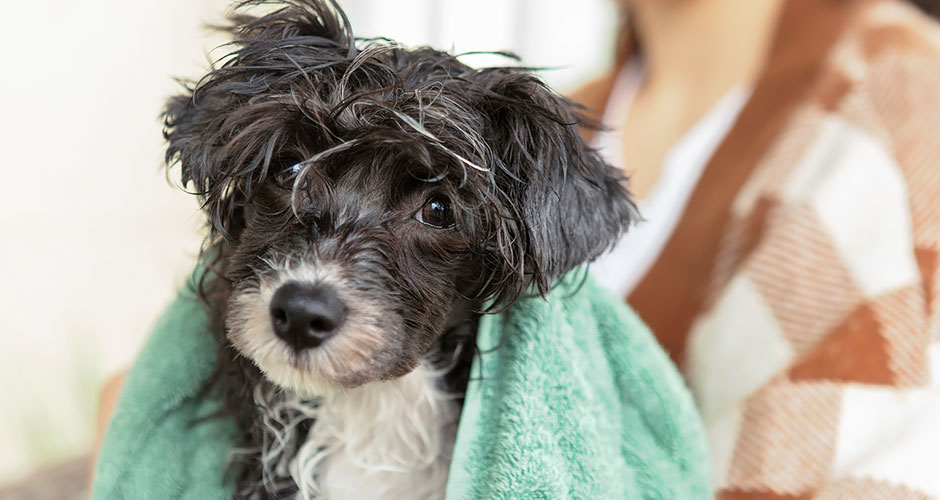 Grooming Basics For Your New Puppy or Dog