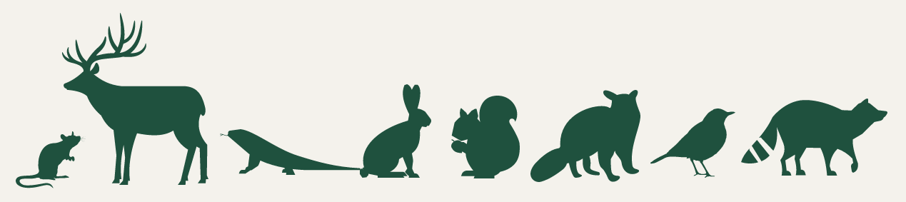 Ticks Can Affect Your Pet in Any Region