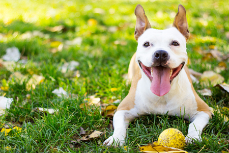 Benefits of Giving Your Pet Fish Oil (Omega 3) | PetMeds®