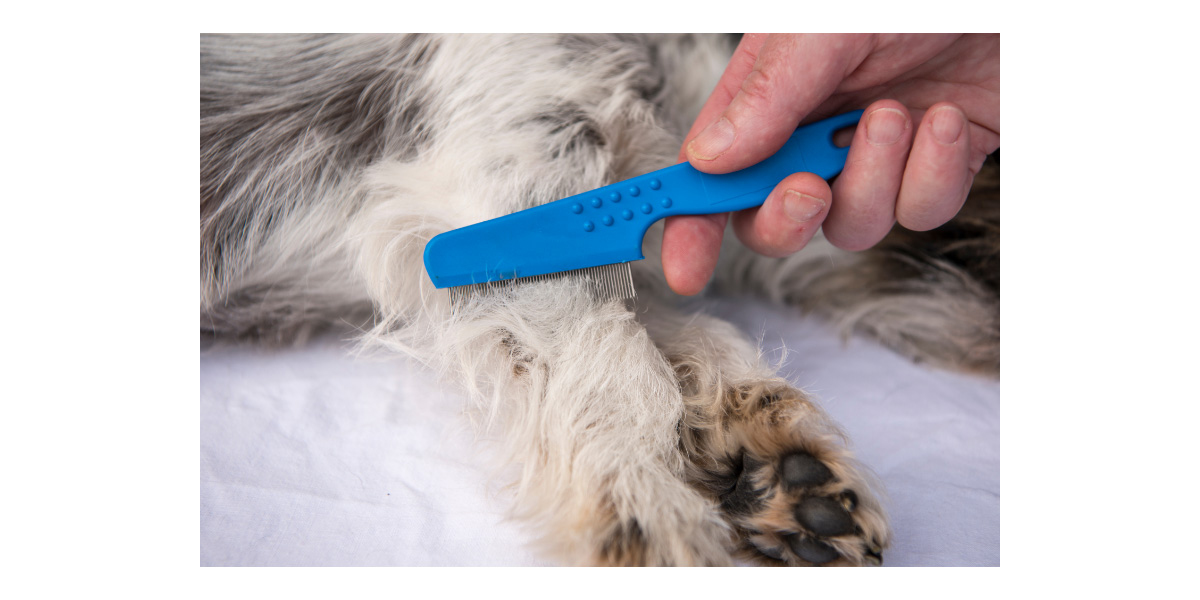 How to Use a Flea Comb