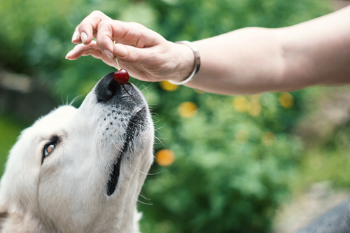 Person holding cherry in front of cute yellow labrador