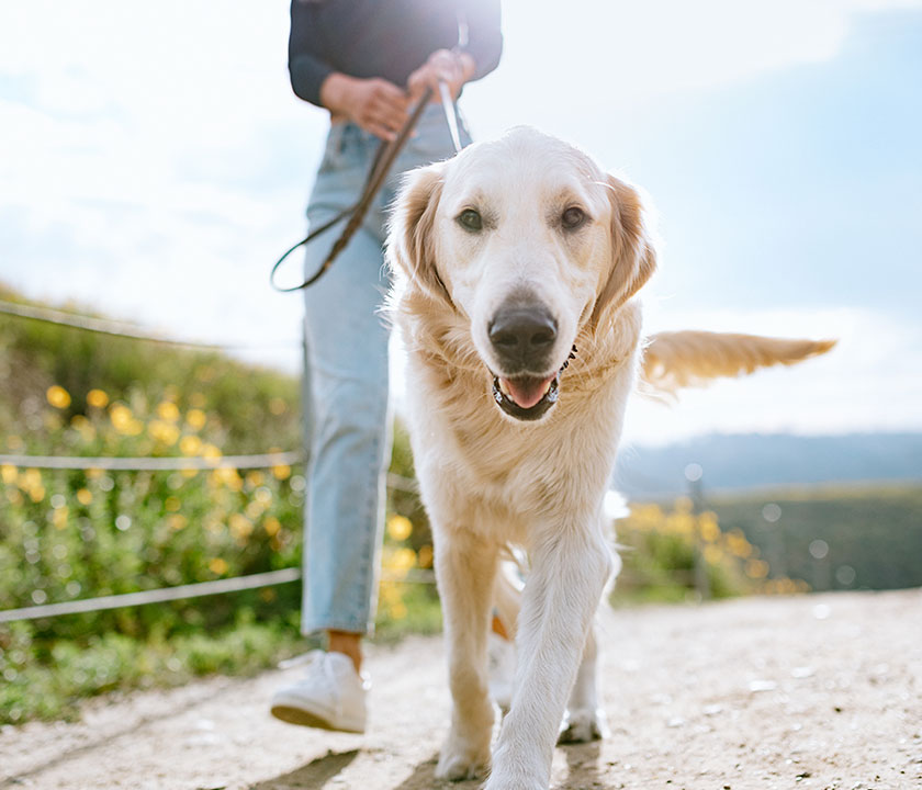 Fleas and ticks are a health risk to pets and their people.