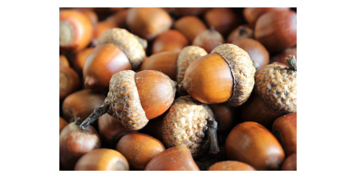 Are acorns toxic to dogs