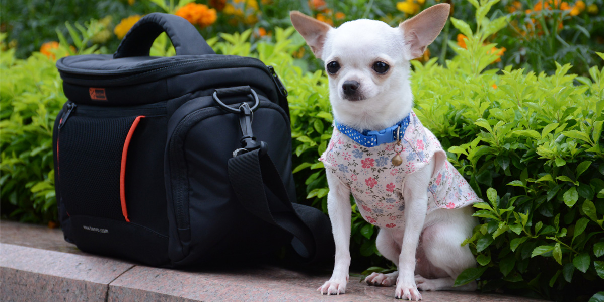 All About Your Chihuahua: Care Guide and Breed Info