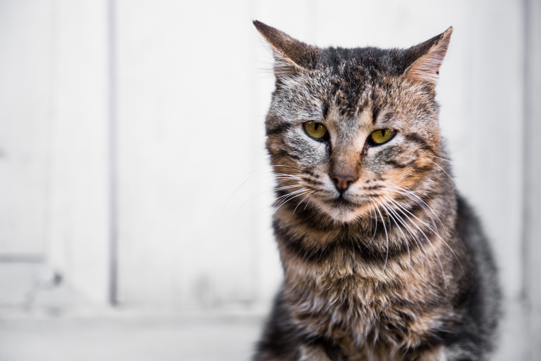 Senior tabby cat with scruffy coat and gray hairs on face