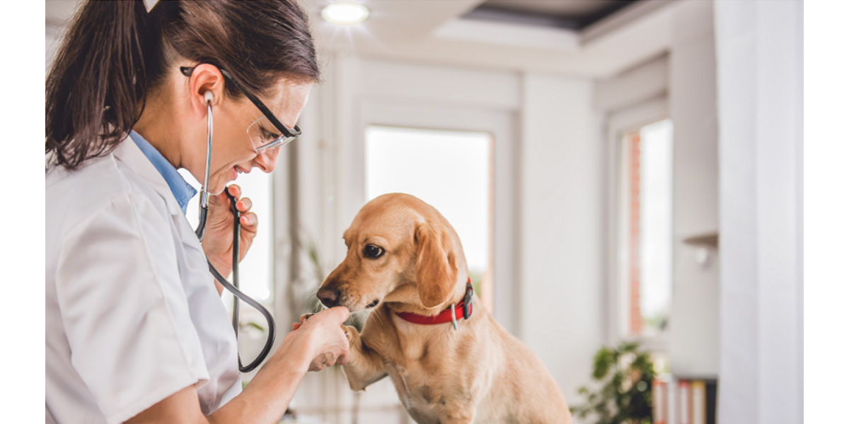 Reduce vet visit anxiety