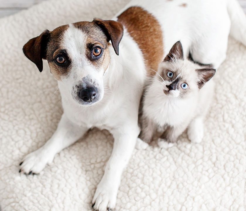 Protect Your Pet's Vision and Eye Health