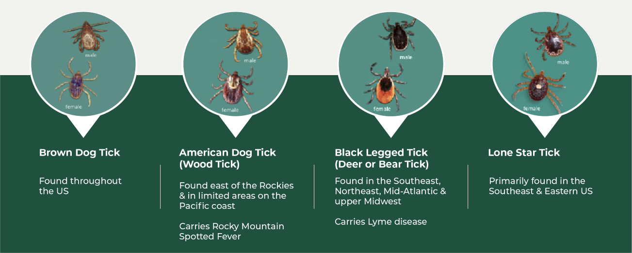 Ticks Can Affect Your Pet in Any Region