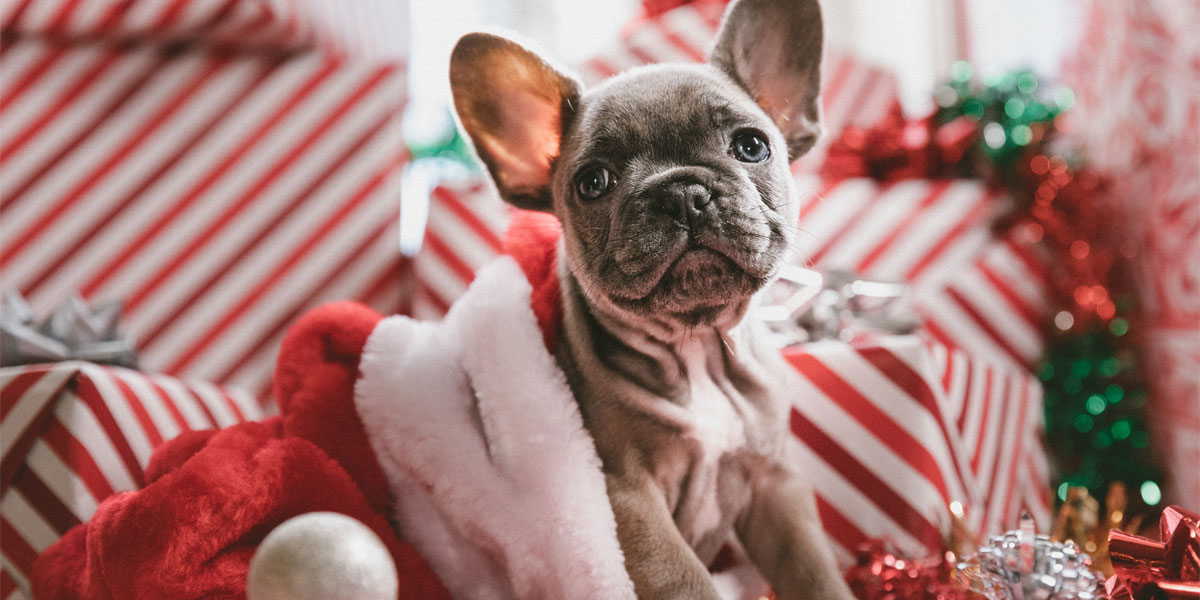 Keep pets safe around decorations