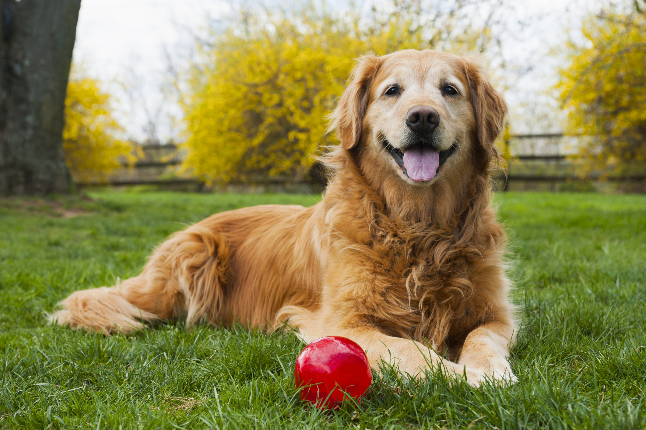Senior Golden Retriever with white muzzle lying outside in the grass