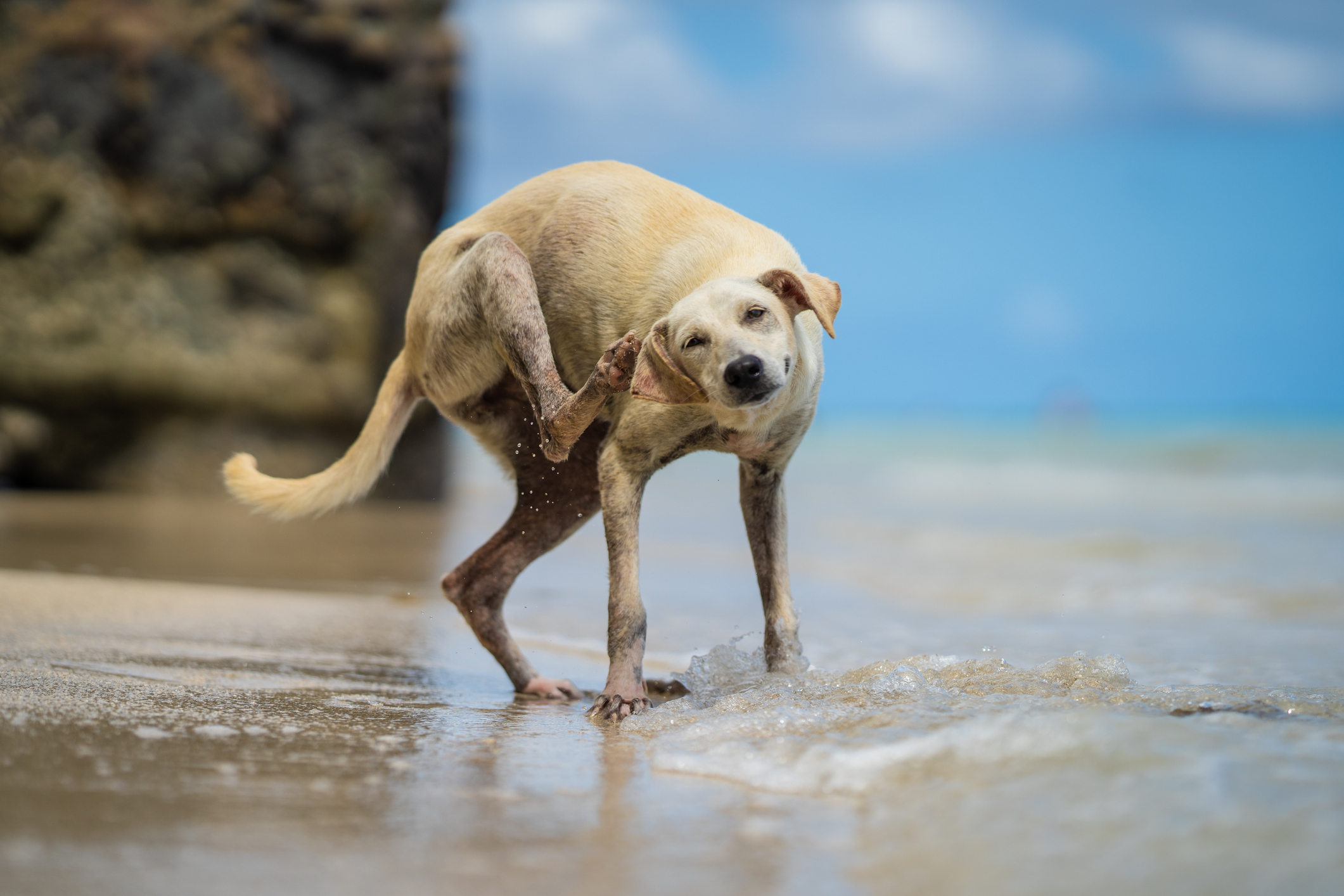 Dog swimming at the beach stops at the shoreline to scratch a summer itch