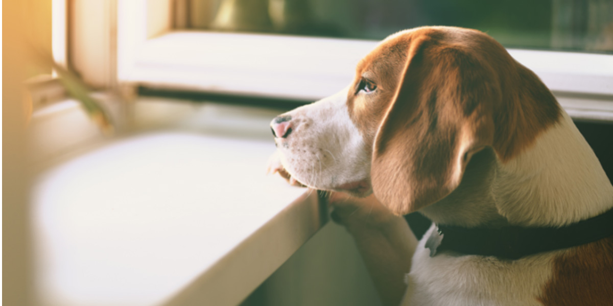 What To Do When Your Dog Gets Carsick