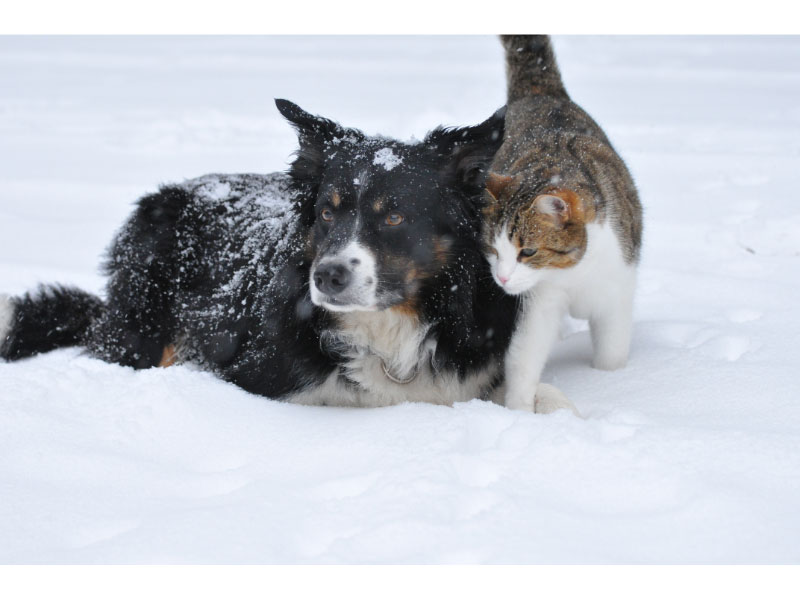 Relieve winter skin in pets