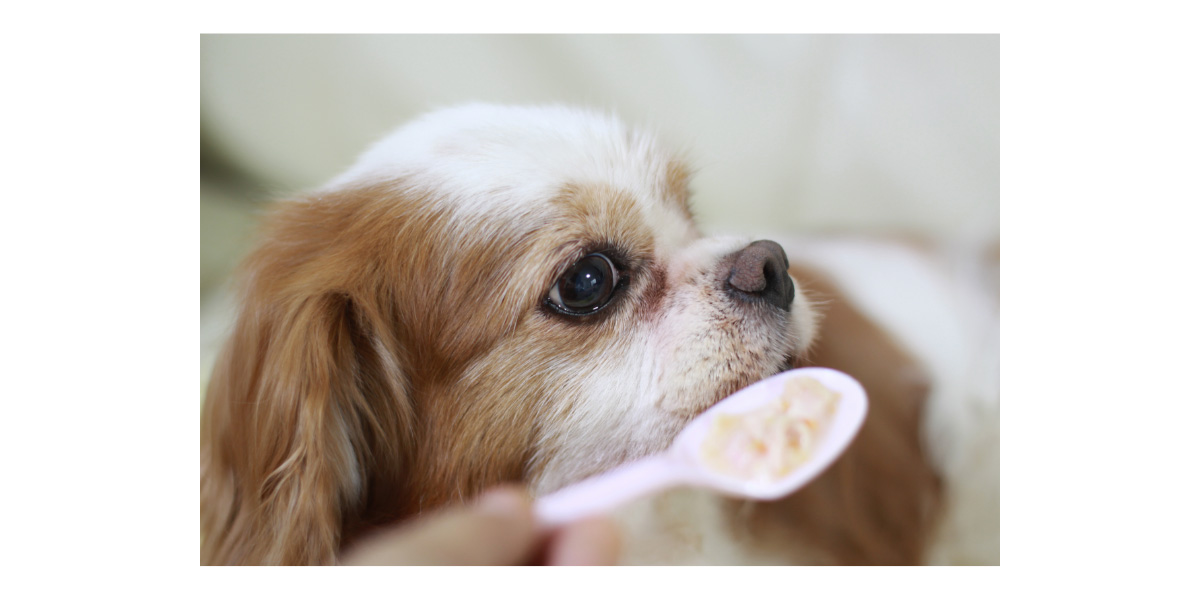Tips For Feeding A Dog Without Teeth