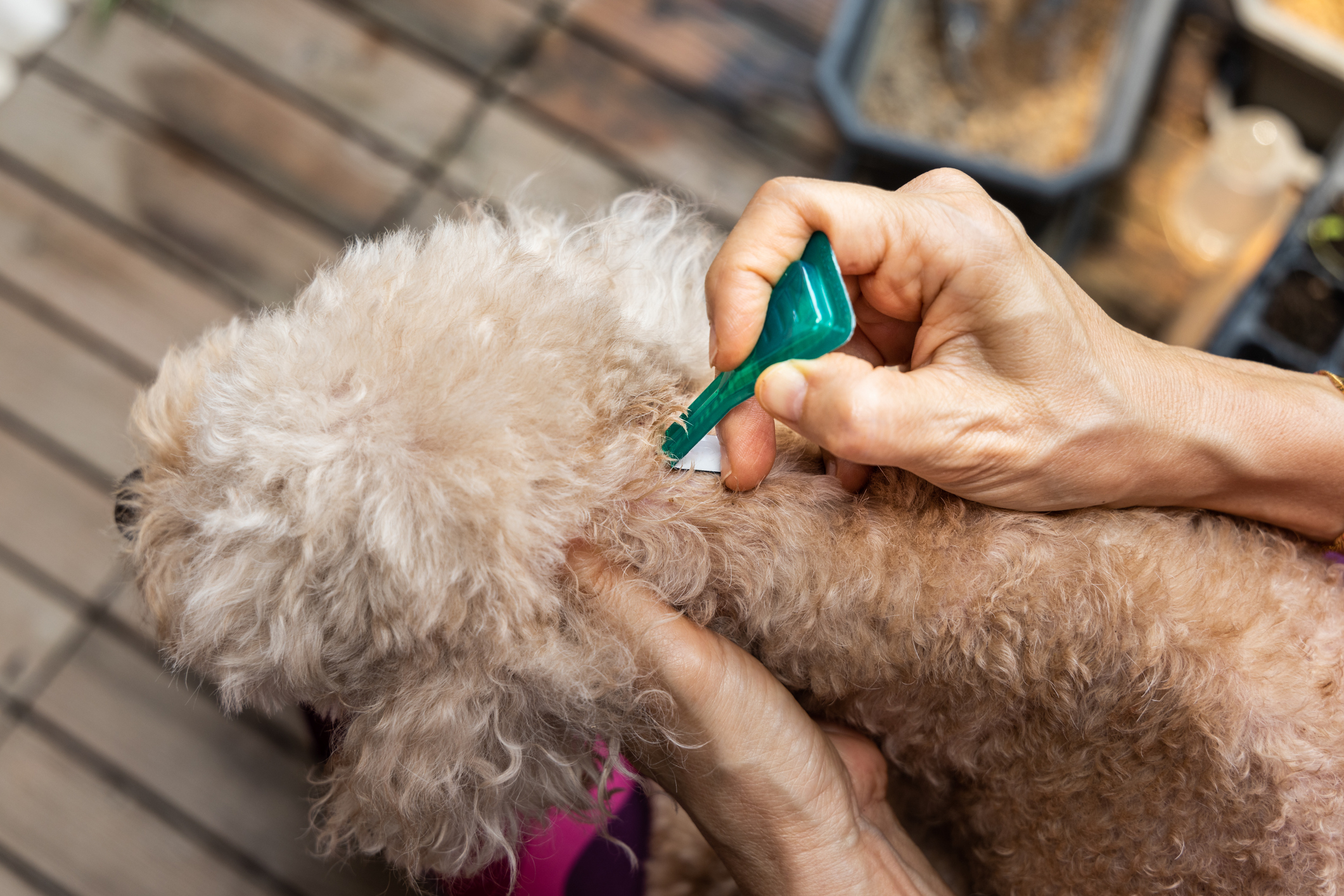 Closeup of topical flea and tick spoton product applied to poodle mix
