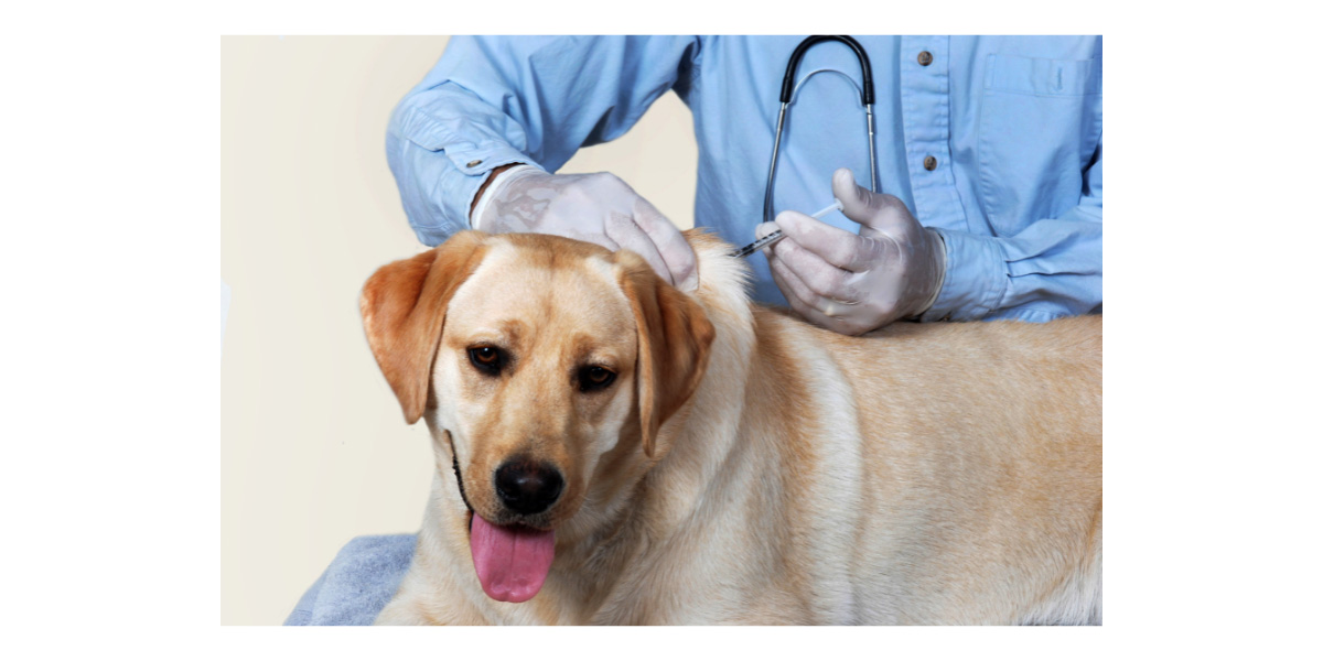 Should pets get vaccinated