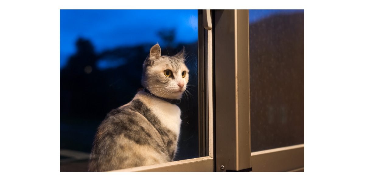 Anxiety in pets at night