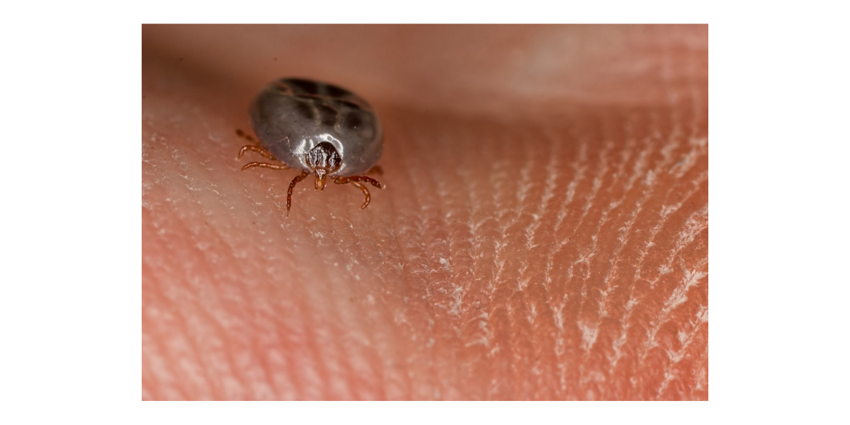 Tick On Your Pet