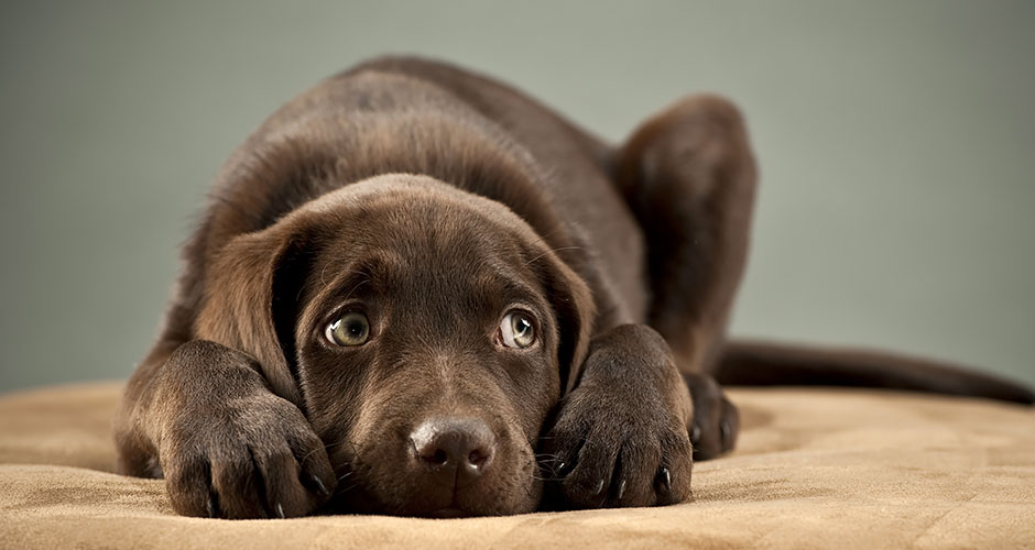 Protecting Your Pet Against Heartworms