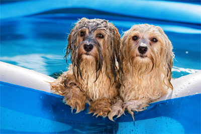 Keep your dog cool this summer with fun accessories and toys