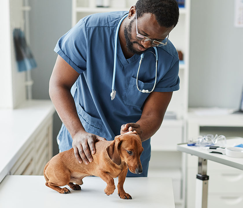 Most pet parents will one day have a dog or cat diagnosed with cancer