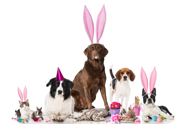 Easter themed pets