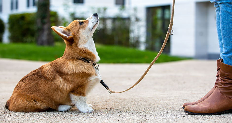 Training & Behavior Basics For Your New Dog