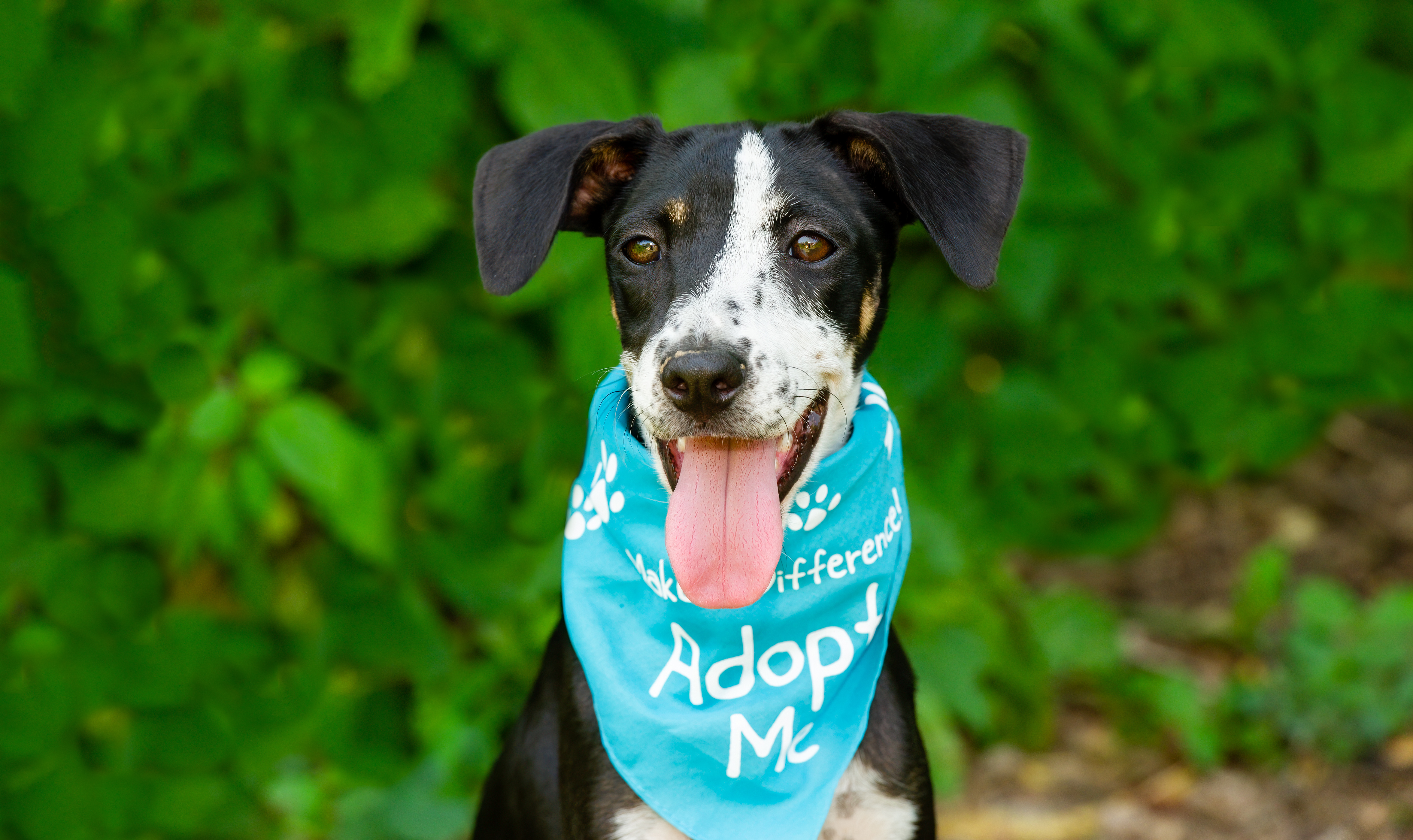 A black and white foster dog wearing a blue bandana that says adopt me