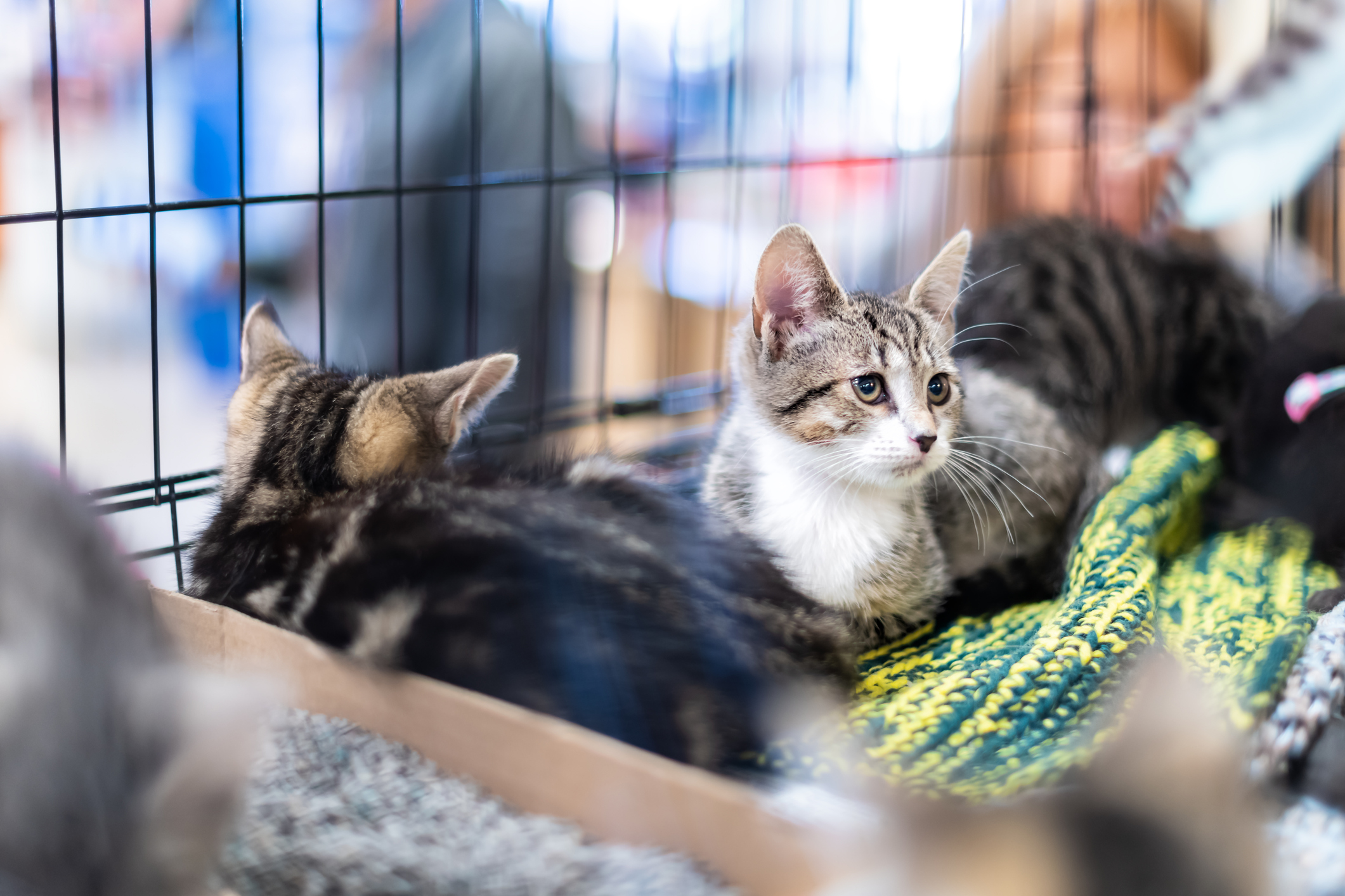 Kittens in crowded multi-cat environments like animal shelters are prone to FIP.