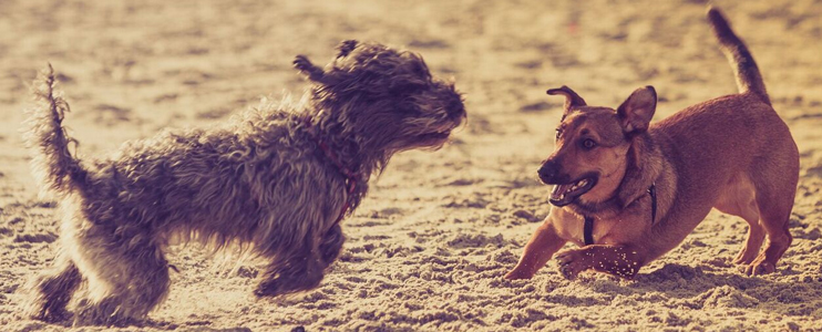 Should I give my pet a joint supplement?